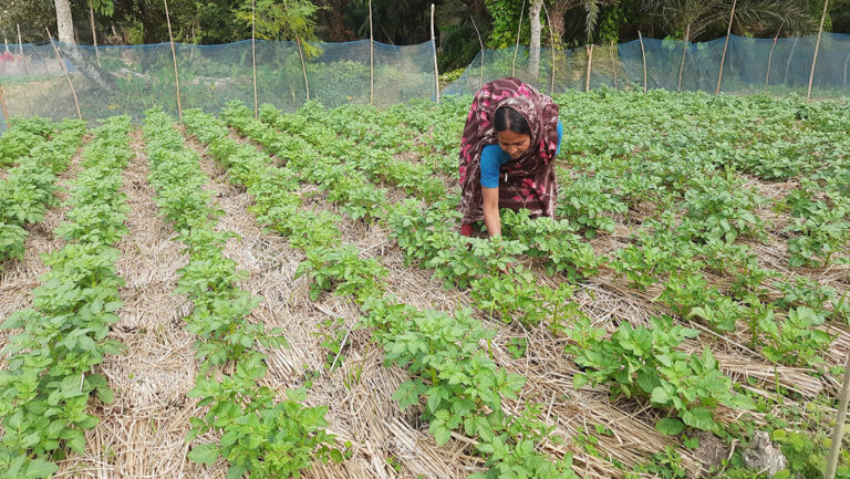 Promoting Adaptation in Agriculture – LEDARS